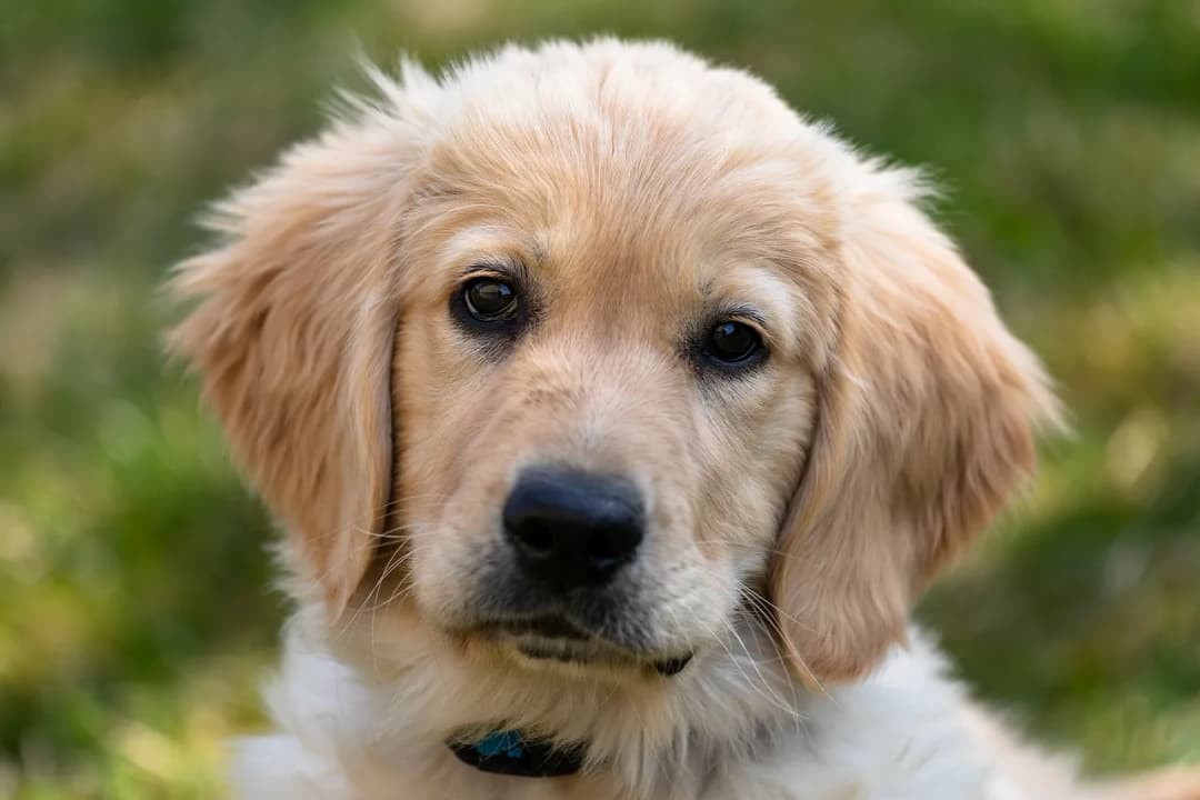 Jaką sierść ma golden retriever? Prawda o włosach i pielęgnacji