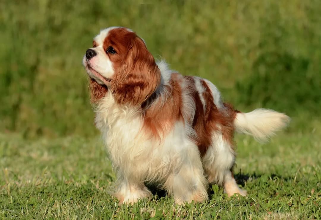 Cavalier King Charles Spaniel: Sierść czy włos? Odkryj różnice i pielęgnację