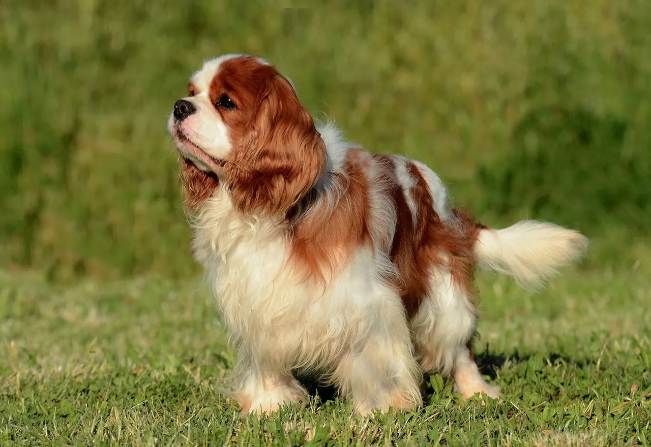 Cavalier King Charles Spaniel: Sierść czy włos? Odkryj różnice i pielęgnację