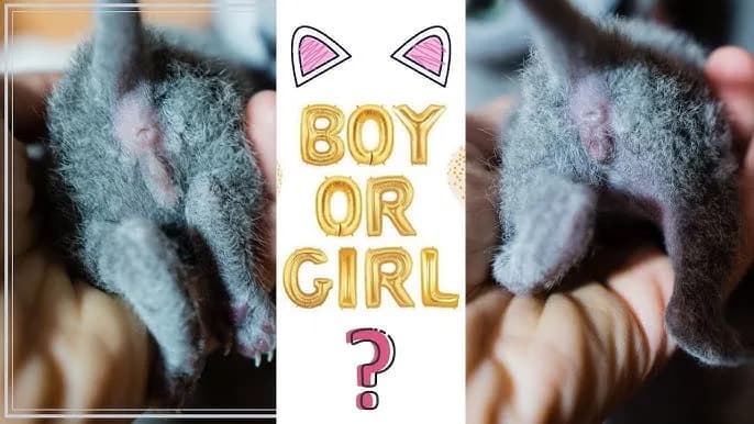 Jak rozpoznać płeć kotka - proste sposoby na identyfikację płci