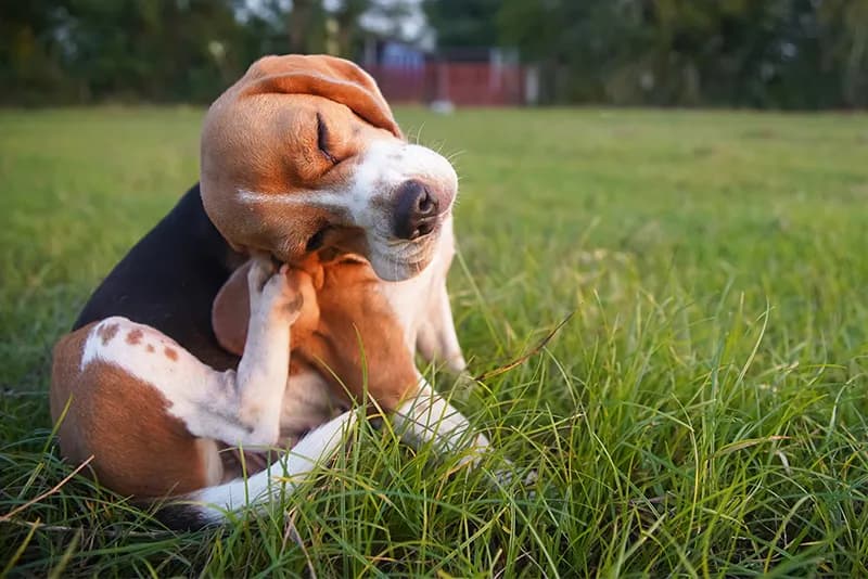Alergia na sierść psa objawy – jak je rozpoznać i co robić?