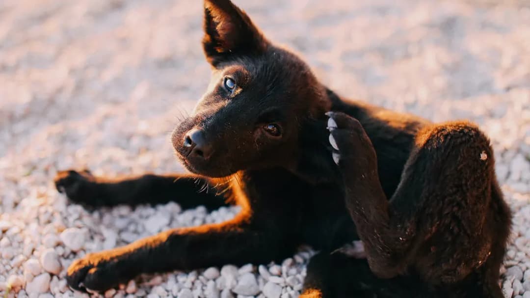 Apoquel dla psa gdzie kupić - jak znaleźć najlepsze oferty?