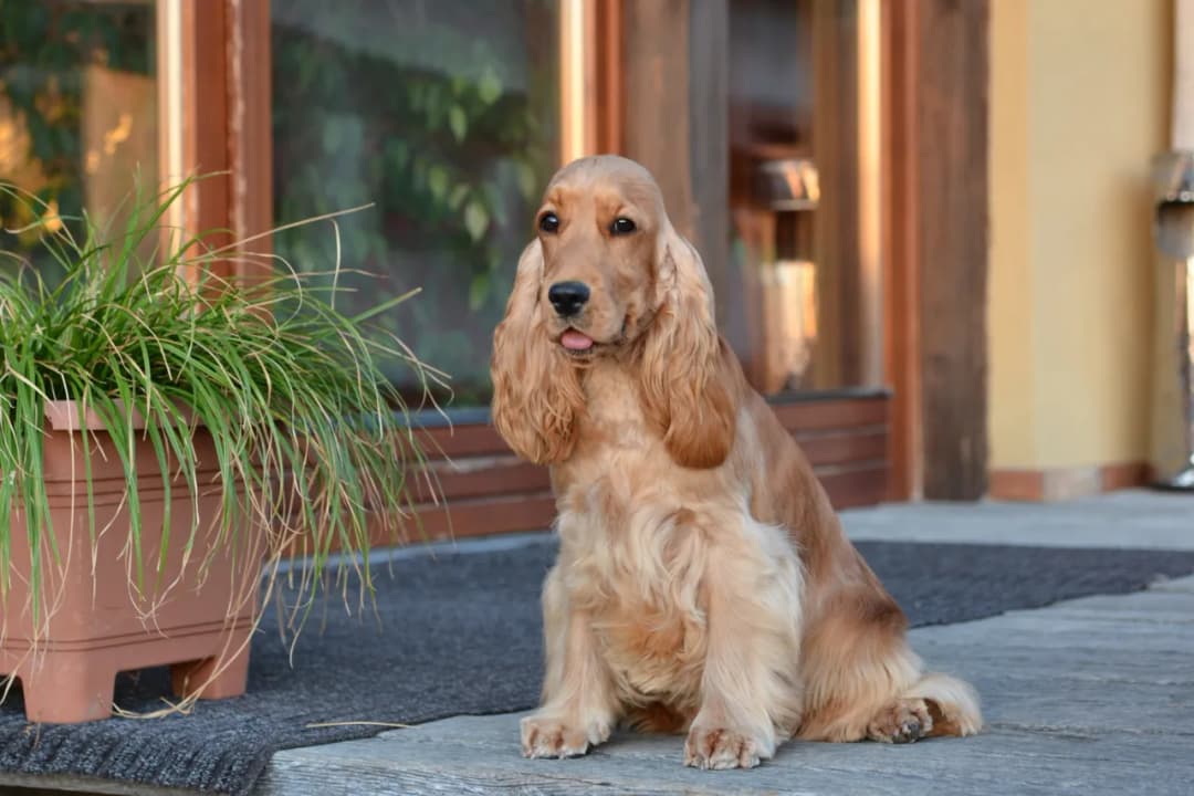 Cocker spaniel: włosy czy sierść? Odkryj różnice i pielęgnację