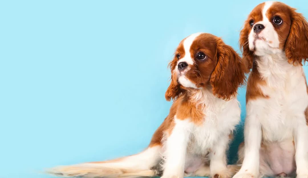 Cavalier ma włosy czy sierść? Poznaj tajemnice ich pielęgnacji