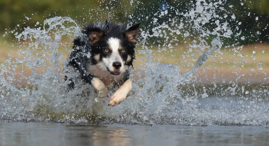 Border Collie sierść czy włosy - poznaj różnice i pielęgnację