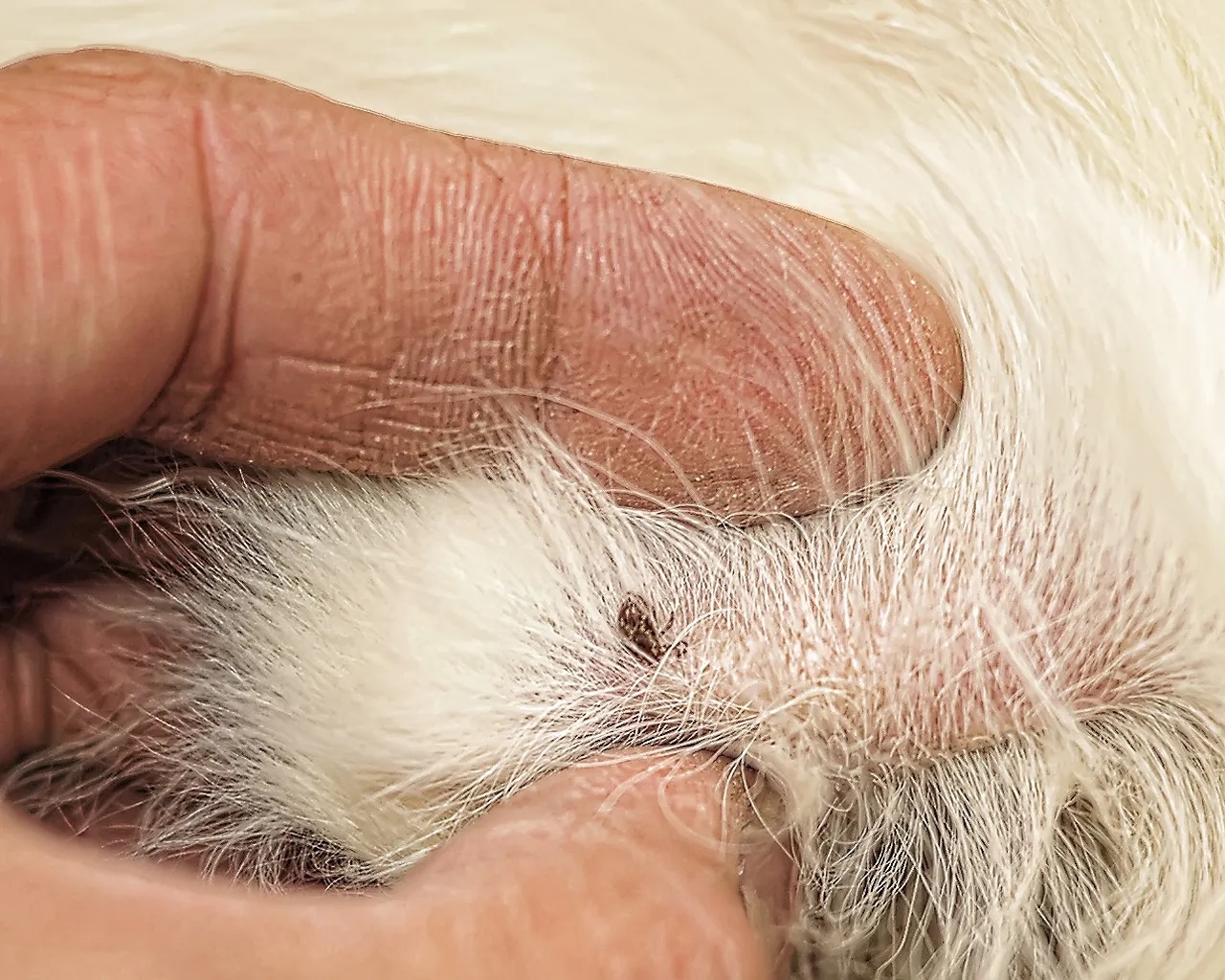 Kleszcz u psa objawy: jak rozpoznać groźne symptomy po ukąszeniu