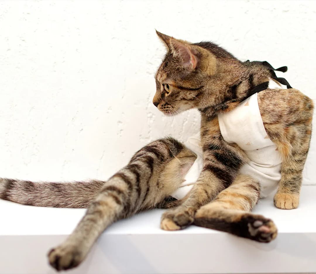 Ile kosztuje sterylizacja kotki? Sprawdź, co wpływa na ceny!