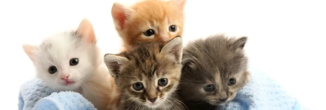 Kiedy można brać małe kotki na ręce, aby uniknąć problemów z socjalizacją?