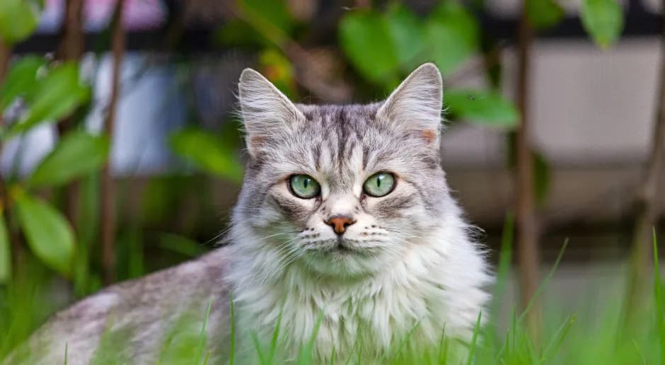 Ile odrasta sierść kota? Poznaj czynniki wpływające na regrowth