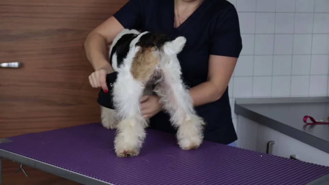 Jak uszyć majtki dla psa, aby zapewnić mu komfort i wygodę