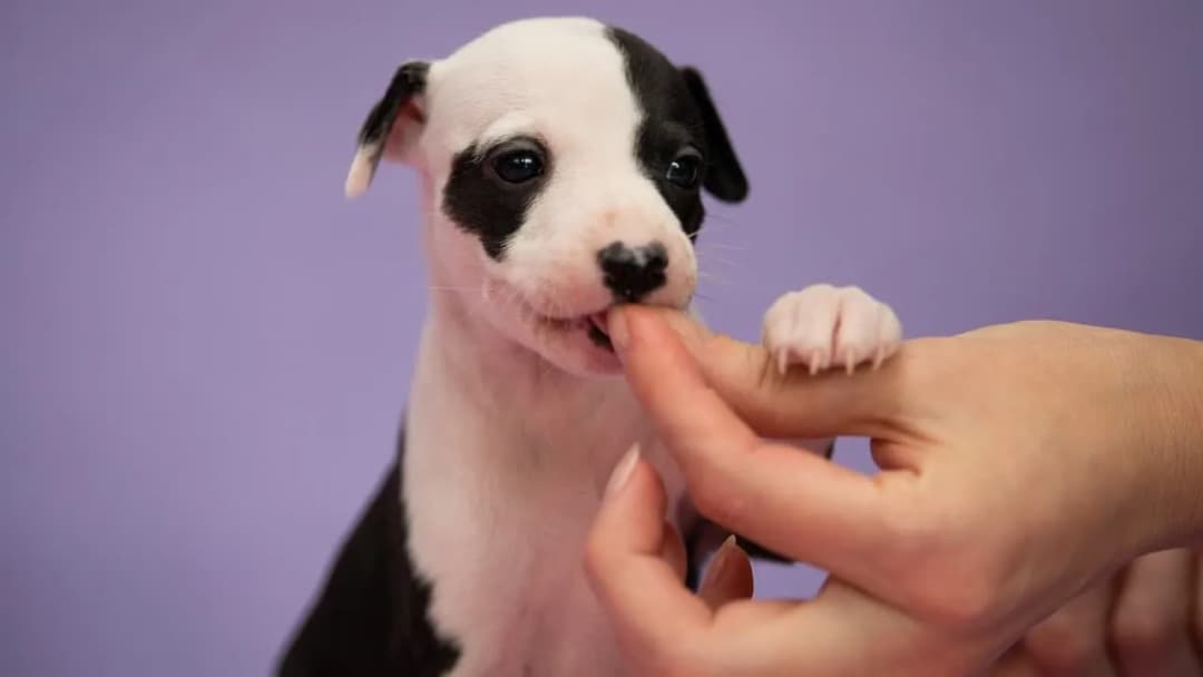 Od kiedy karma junior dla psa? Kluczowe informacje dla właścicieli