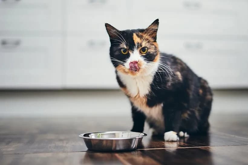 Dlaczego kotek nie chce jeść? Oto najczęstsze przyczyny i rozwiązania