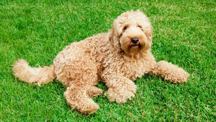 Psy którym nie wypada sierść – idealne rasy dla alergików i czystości w domu