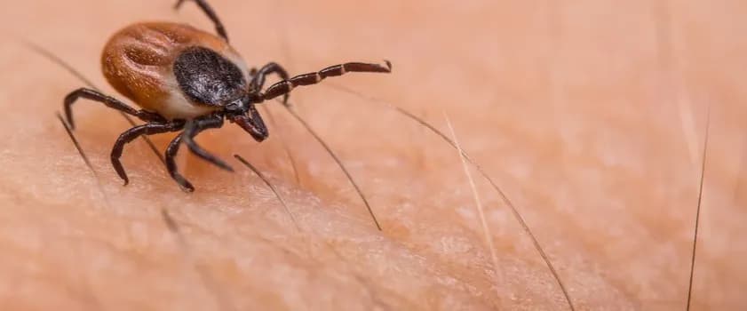 Skuteczne sposoby na kleszcza: jak uniknąć chorób i bezpiecznie usunąć