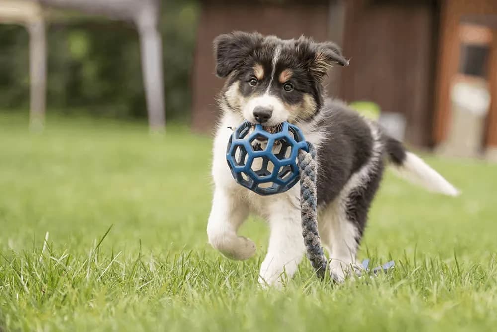 Kiedy szczeniak border collie zmienia sierść i jak to ułatwić