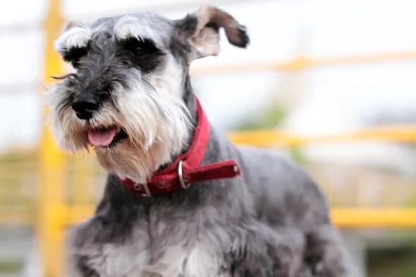 Sznaucer włosy czy sierść - odkryj, co musisz wiedzieć o pielęgnacji