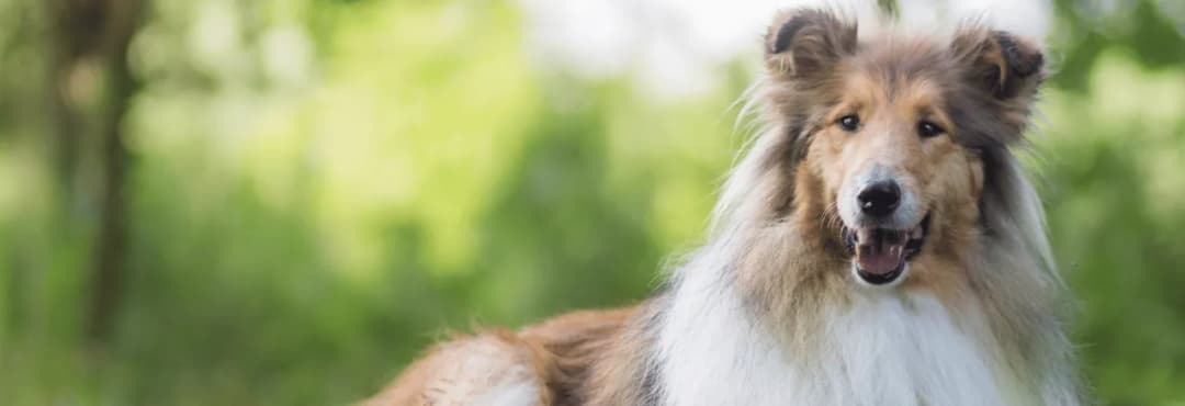 Co na sierść dla psa - naturalne metody na zdrową i lśniącą sierść
