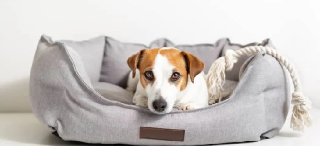 Jakie legowisko dla psa wybrać, by zapewnić mu komfort i zdrowie