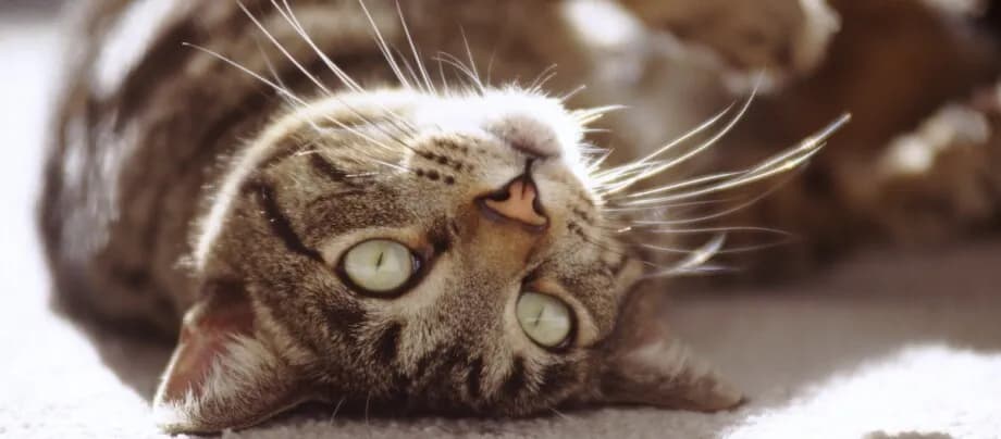 Ruja u kotki czy krwawi? Co musisz wiedzieć o zdrowiu kotki