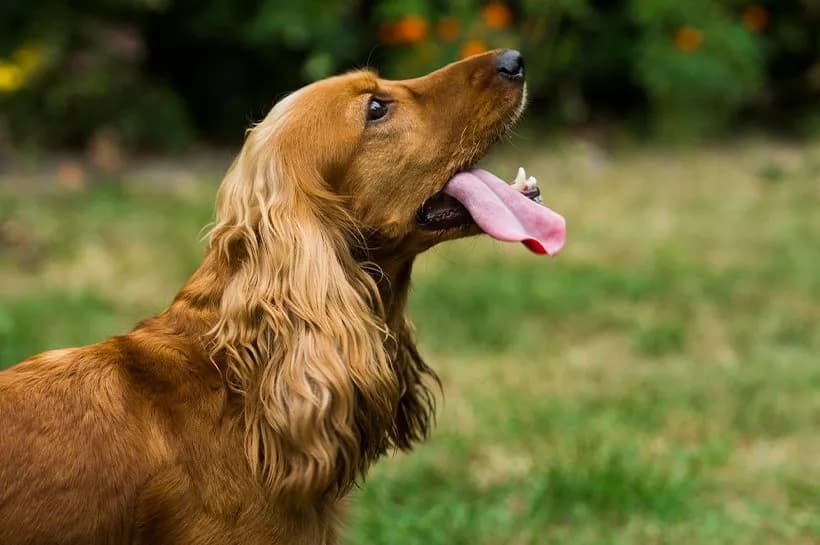 Cocker spaniel czy gubi sierść? Oto co musisz wiedzieć o linieniu Cocker spaniel czy gubi sierść? Oto co musisz wiedzieć o linieniu