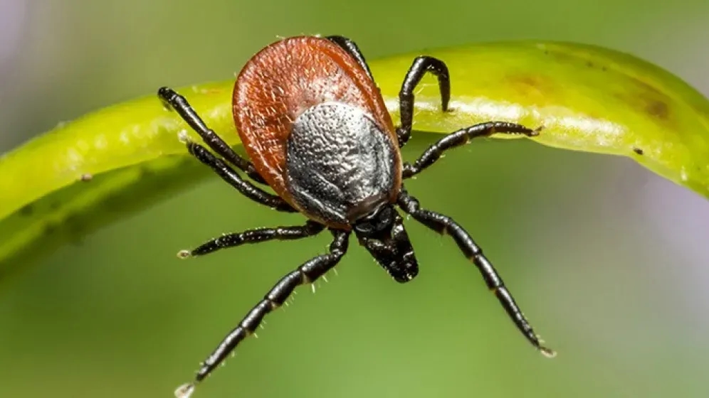 Ile kosztuje szczepionka przeciw kleszczom? Sprawdź ceny i opcje oszczędnościowe