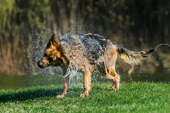 Jak dbać o sierść owczarka niemieckiego długowłosego, by uniknąć problemów