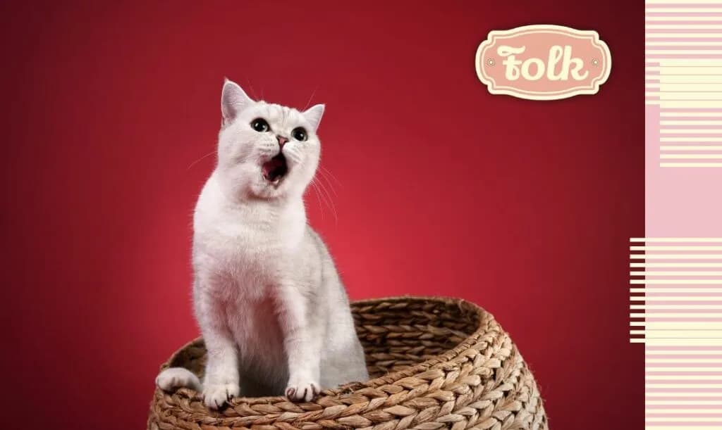 Jak rozpoznać ruję u kotki - objawy, które zaskoczą każdego właściciela Jak rozpoznać ruję u kotki - objawy, które zaskoczą każdego właściciela