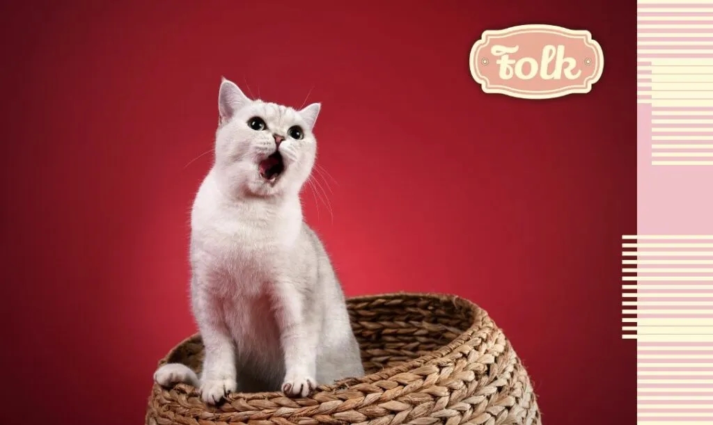 Jak rozpoznać ruję u kotki - objawy, które zaskoczą każdego właściciela