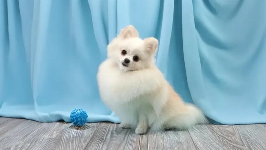 Szpic miniaturowy: różnice między sierścią a włosem i ich pielęgnacja