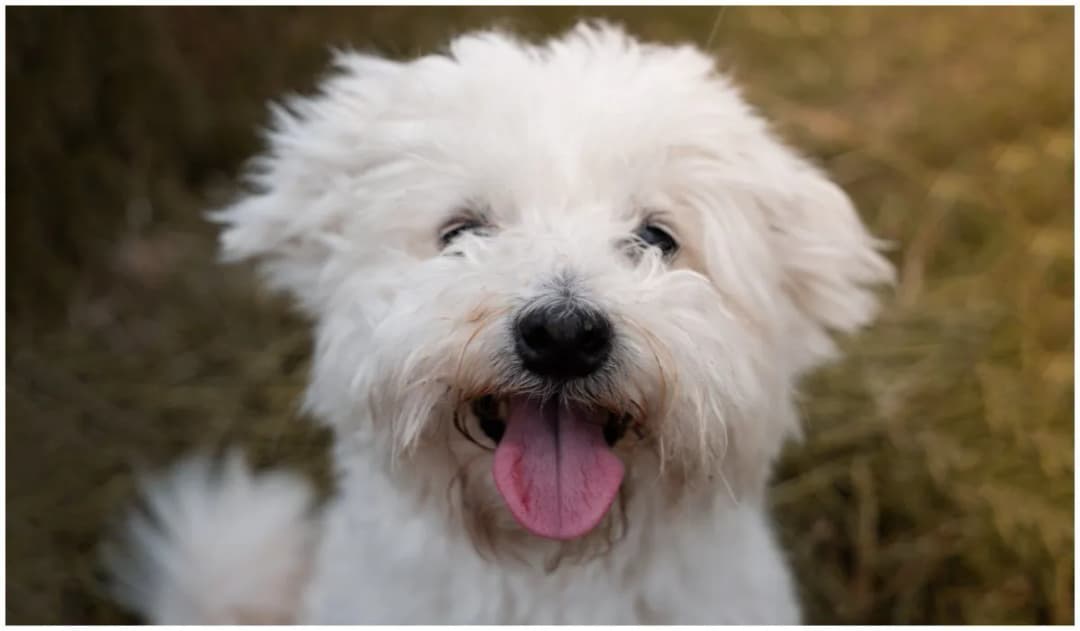 Rasy psów które nie gubią sierści – idealne dla alergików i dbających o czystość