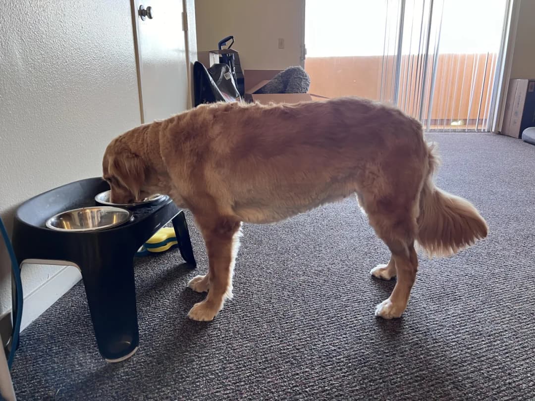Czy golden retriever ma włosy czy sierść? Odkryj prawdę o jego futrze