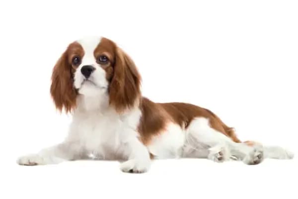 Cavalier King Charles Spaniel czy gubi sierść? Oto co musisz wiedzieć