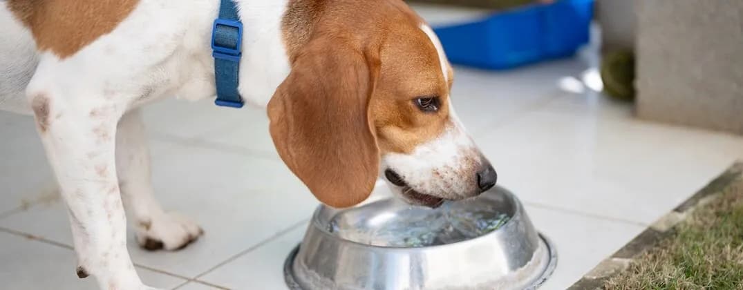 Na jakiej wysokości miska dla psa, aby uniknąć dyskomfortu?
