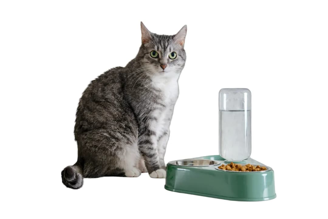 Jak karmić kotkę, aby uniknąć problemów zdrowotnych i żywieniowych