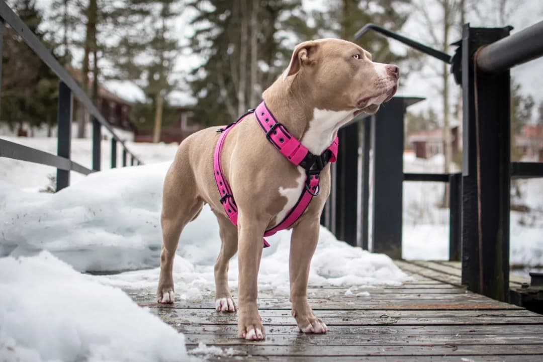 Jak dobrać szelki dla psa, aby zapewnić mu komfort i bezpieczeństwo