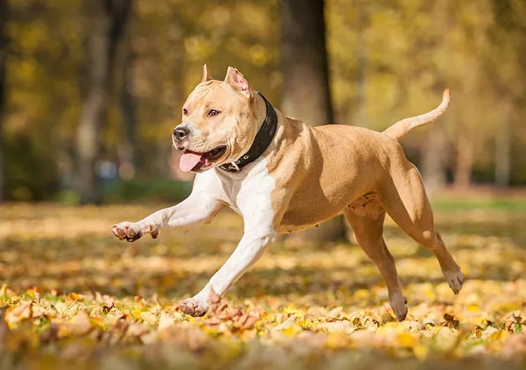 Amstaff ma sierść czy włosy? Odkryj prawdę o pielęgnacji rasy