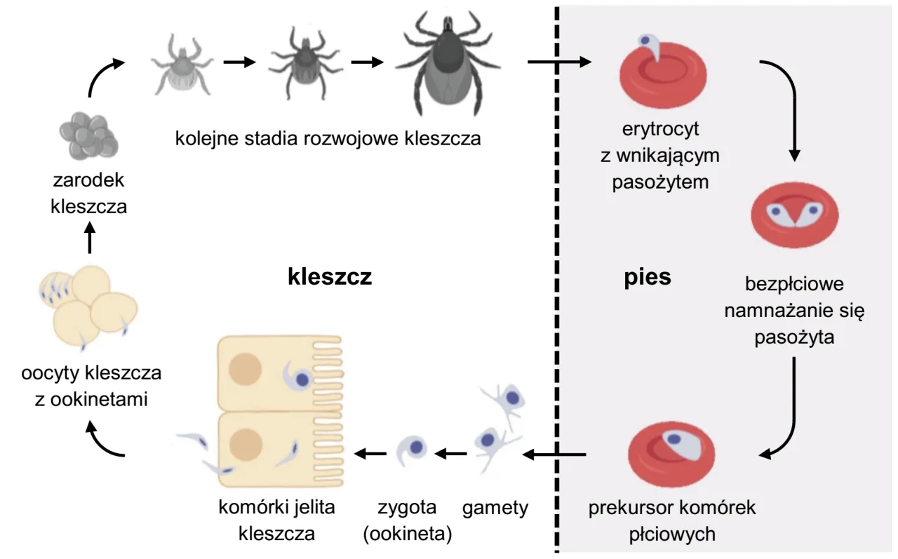 Jak rozmnaża się kleszcz? Odkryj fascynujący cykl życia tych pasożytów