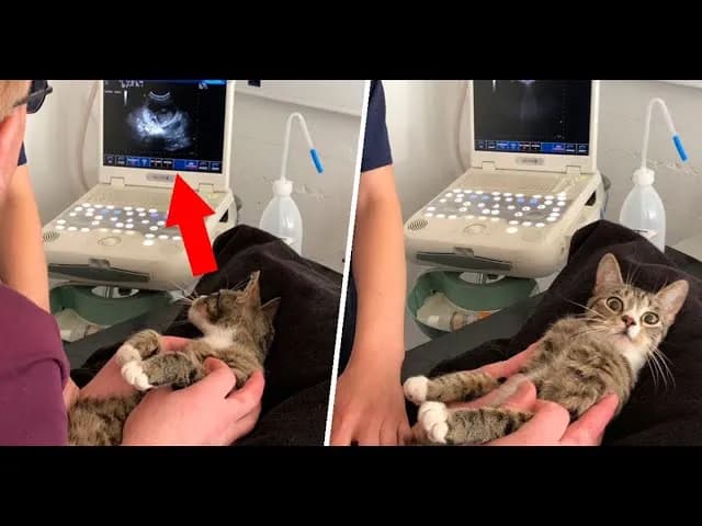 Jak sprawdzić czy kotka jest w ciąży - objawy i metody potwierdzenia Jak sprawdzić czy kotka jest w ciąży - objawy i metody potwierdzenia