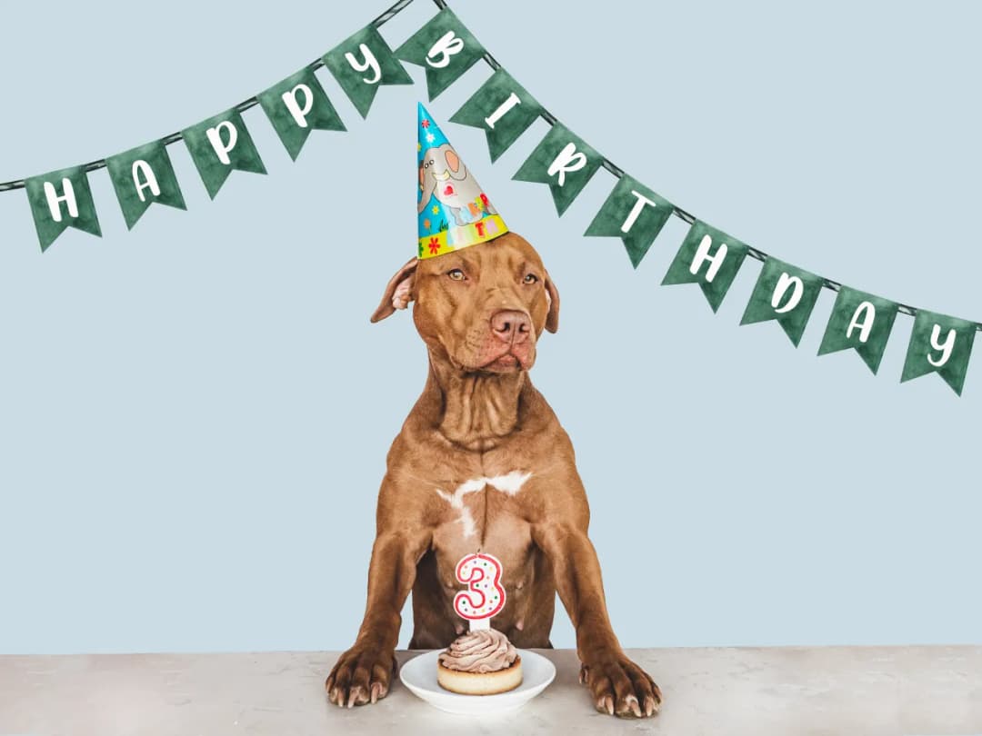 Jak zrobić tort dla psa - prosty przepis na zdrową ucztę dla pupila