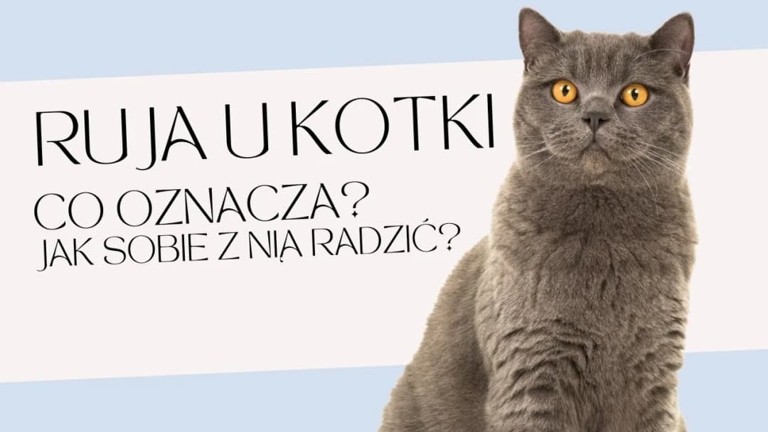 Kiedy kotka ma ruję? Poznaj objawy i cykle rui u kotek