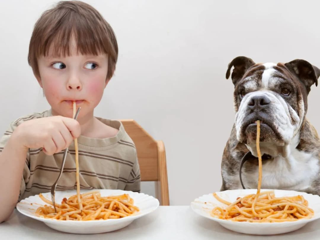 Jaki makaron dla psa jest bezpieczny i zdrowy? Sprawdź teraz!