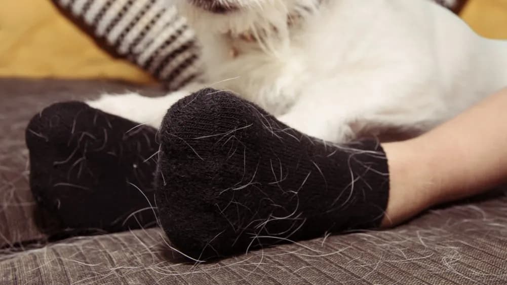 Jak pozbyć się sierści z ubrań podczas prania - skuteczne metody